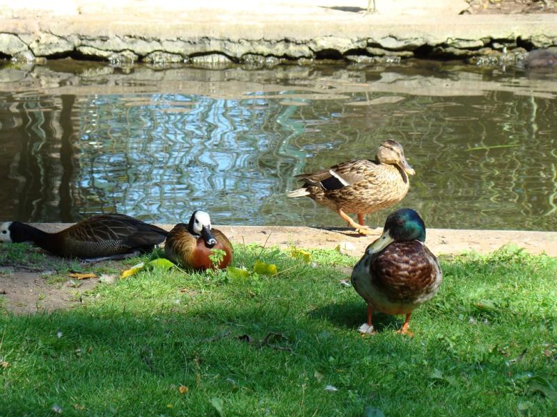 Canards