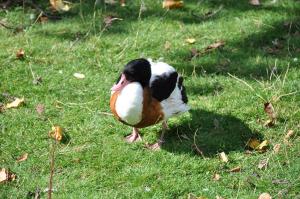 Canards