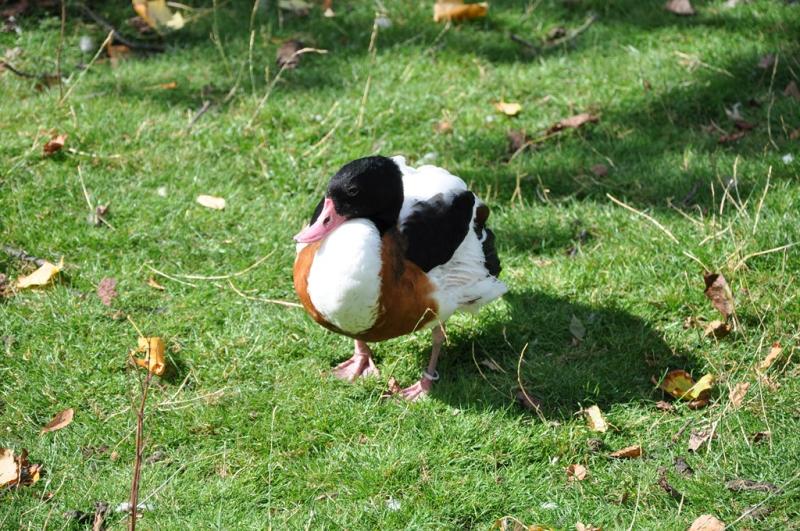 Canards