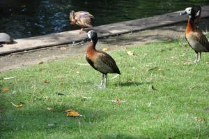 Canards