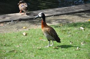Canards