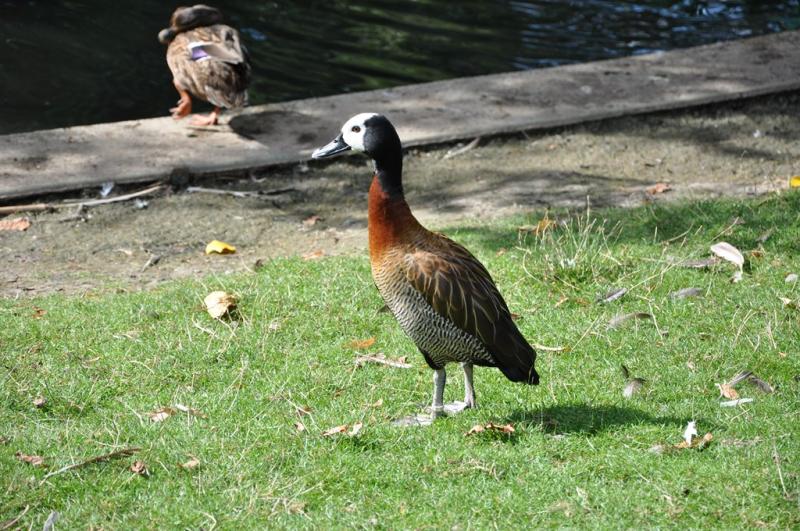 Canards