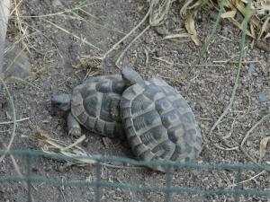 Tortue