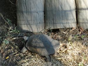 Tortue