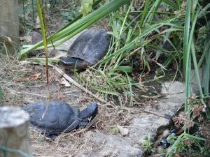 Tortue