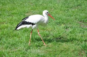 Cigogne blanche