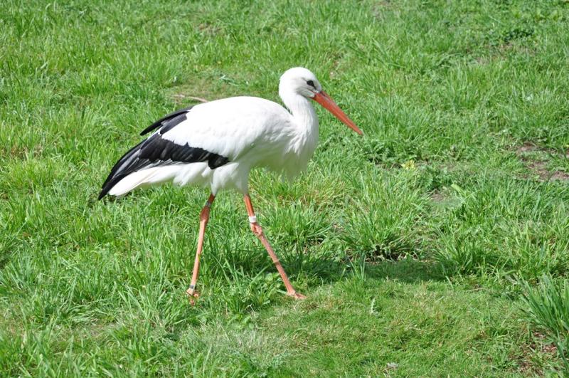Cigogne blanche