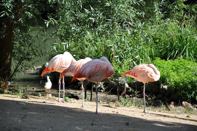 Flamant du Chili