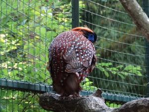 Tragopan de Temminck