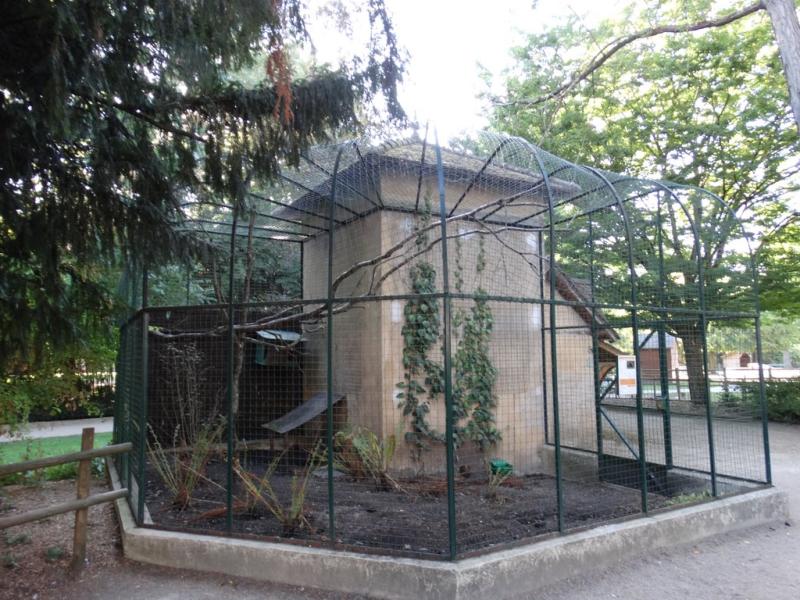 Tragopan de Temminck