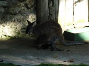 Wallaby de Bennett