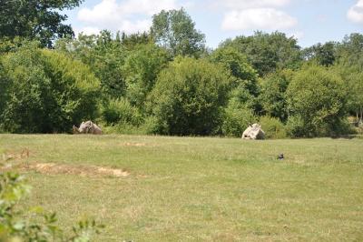 Rhinocéros blanc - 2012