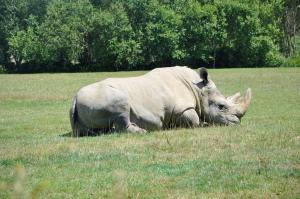 Rhinocéros blanc