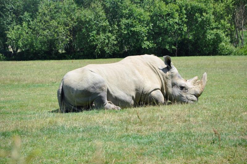 Rhinocéros blanc