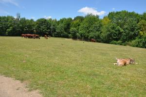Parc africain