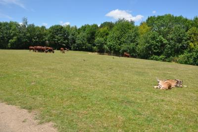 Parc africain - 2012