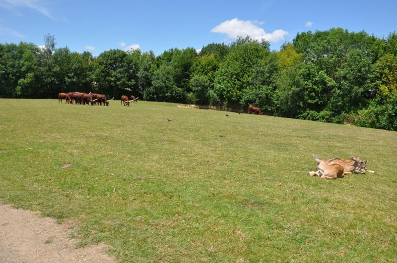 Parc africain