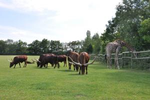 Boeuf watusi - Girafe