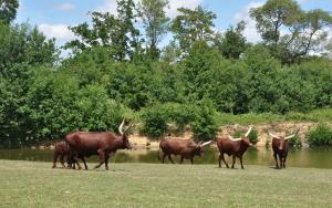 Boeuf watusi