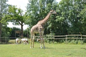 Girafe - Oryx algazelle