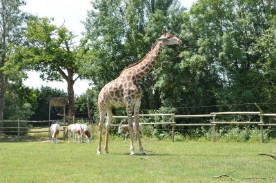 Girafe - Oryx algazelle - 2012