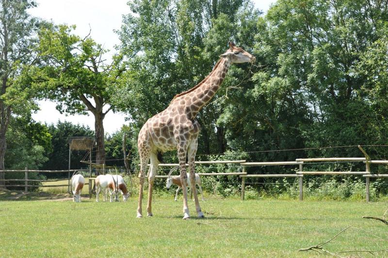Girafe - Oryx algazelle