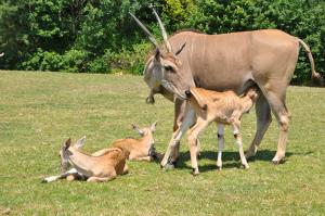 Eland du Cap
