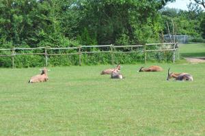 Parc africain