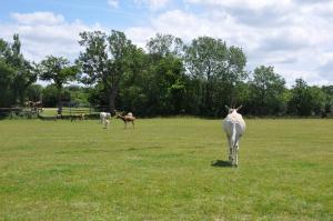 Parc africain