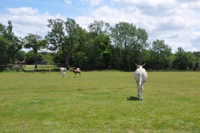 Parc africain - 2012