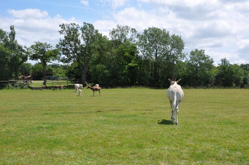 Parc africain