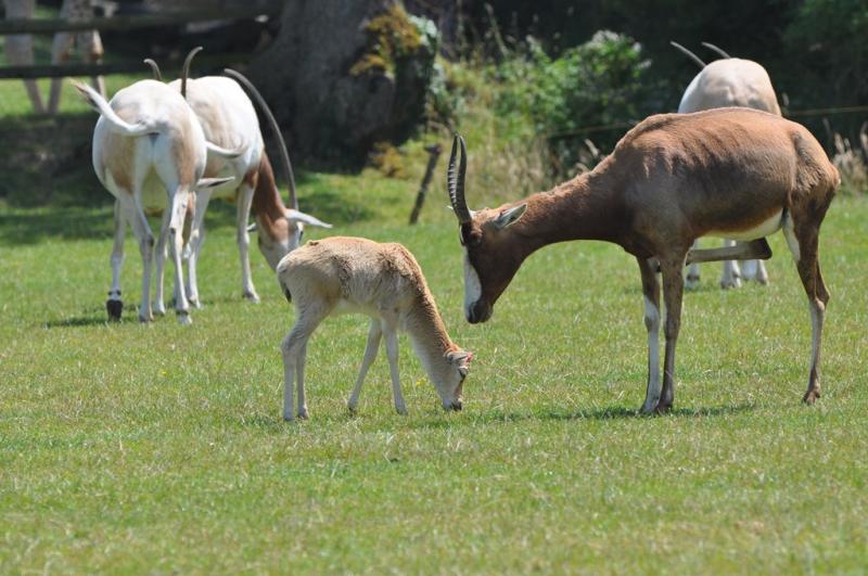 Damalisque à front blanc
