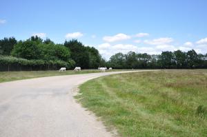 Addax