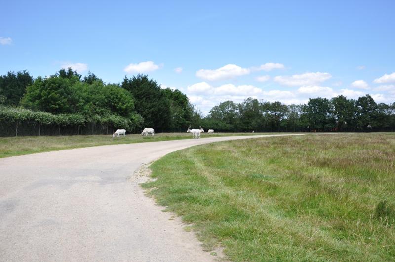 Addax