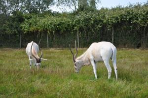 Addax