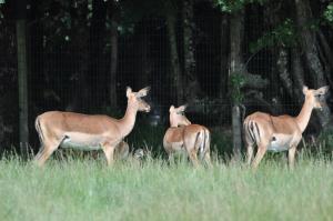 Impala