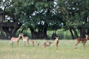 Impala