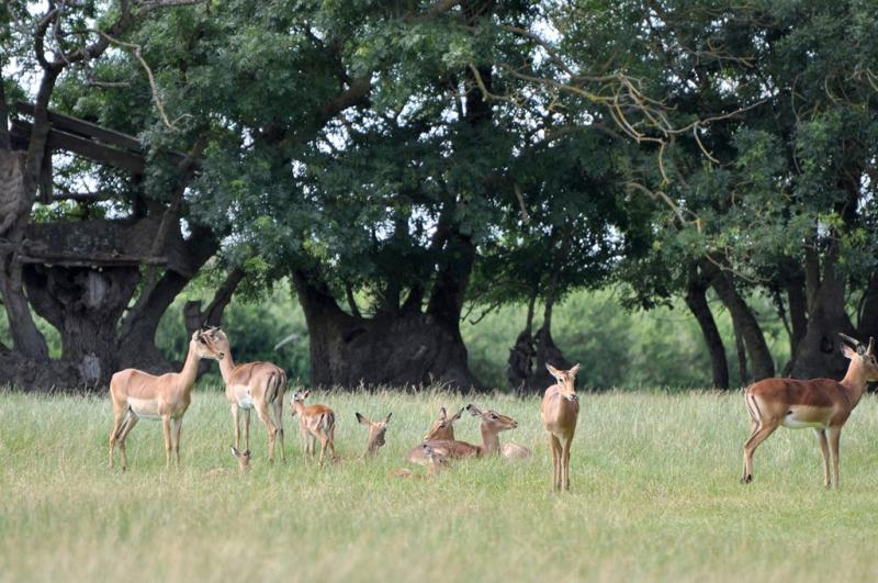 Impala