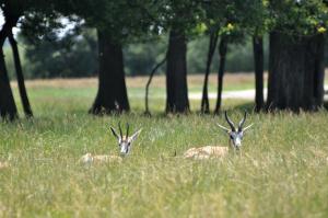 Springbok