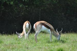 Springbok