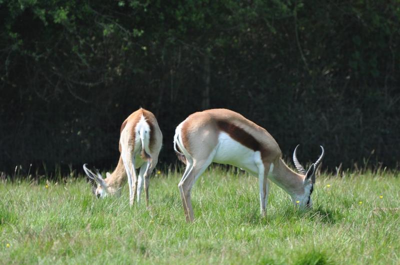Springbok