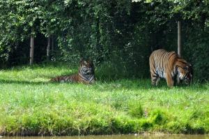 Tigre