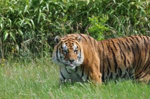 Tigre