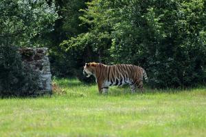 Tigre