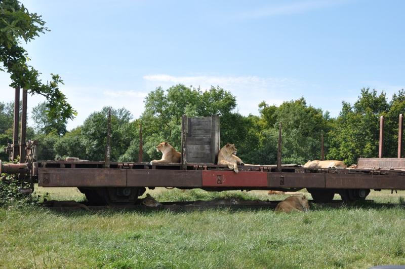Lion
