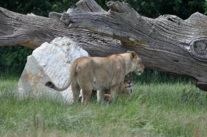 Lion