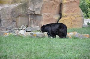 Ours baribal