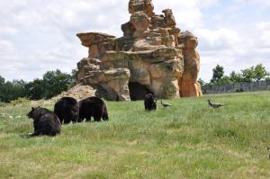 Ours baribal