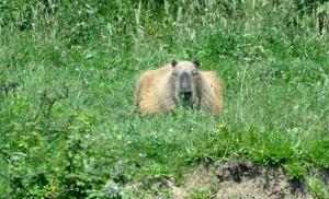 Capybara