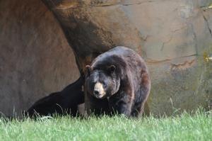 Ours baribal